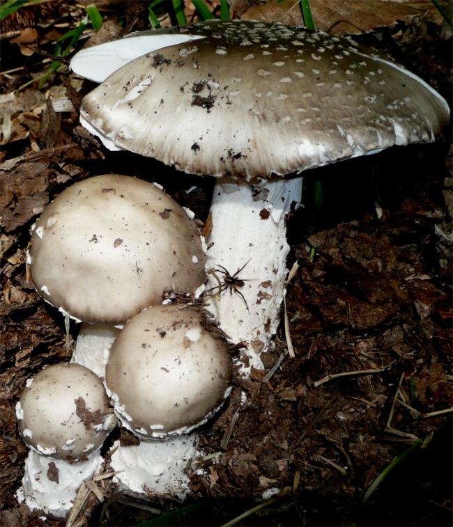 Amanita excelsa var. excelsa (o spissa?)